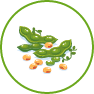 Soya