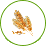 Blé et triticale