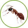 Fourmis de feu