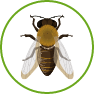 Abeilles