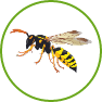 Guêpes cartonnières